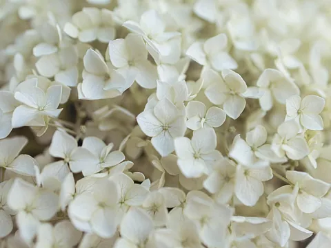 Dåb – små hvide blomster